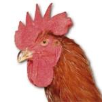 producteur-volailles-ferme-du-val-de-noye-poulet
